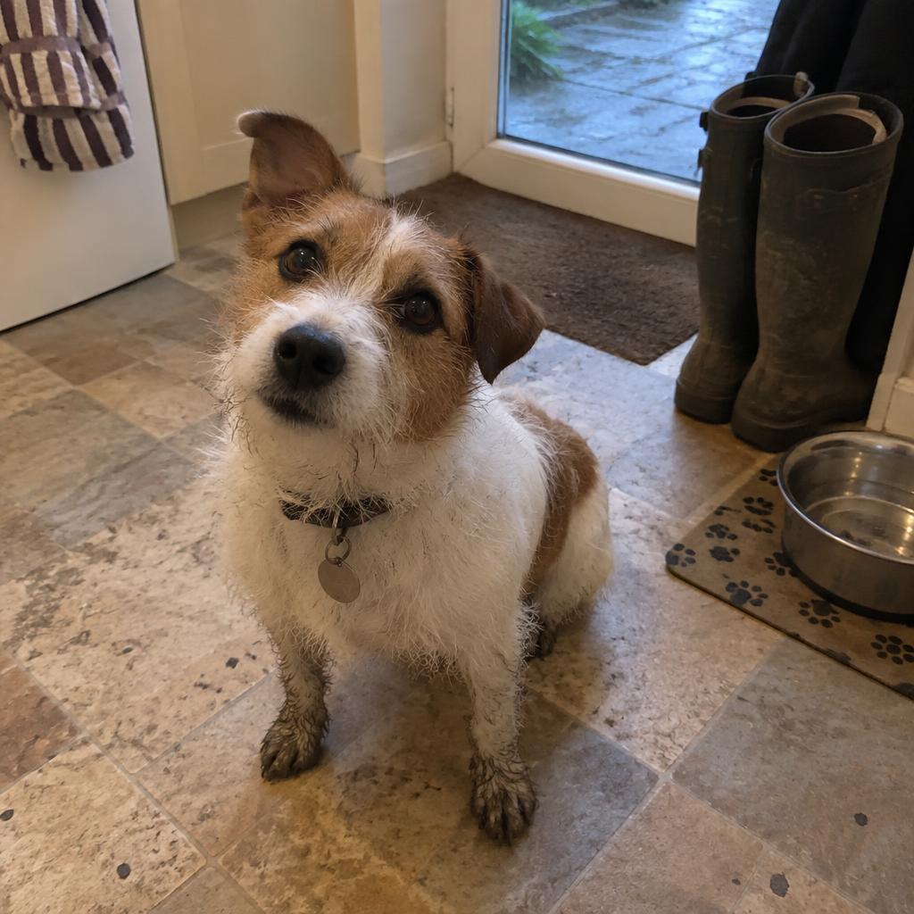 Photo of a brown-and-white terrier.